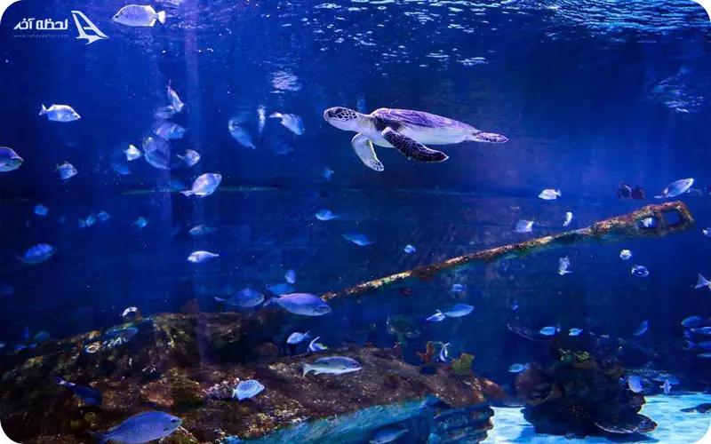 قیمت بلیط آکواریوم انزلی