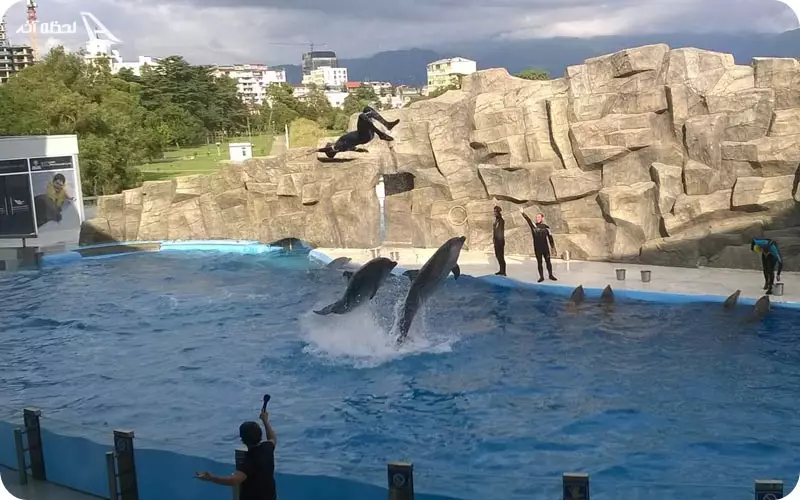 بهترین زمان برای بازدید از دلفیناریوم