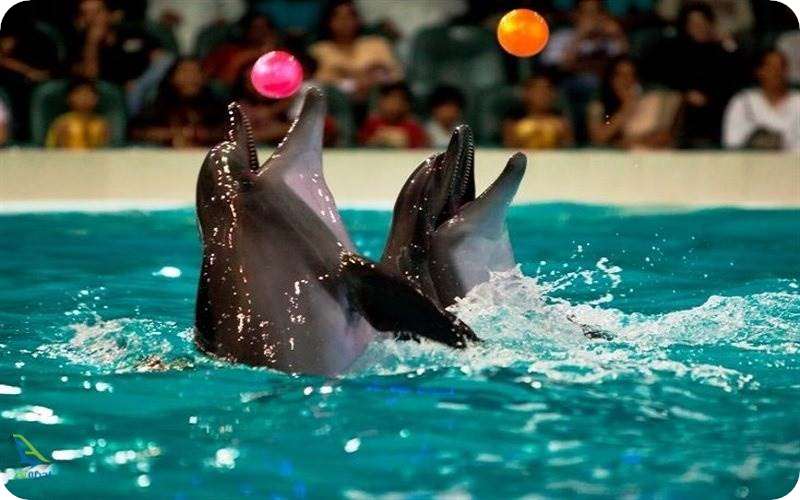 تعطیلی دلفیناریوم برج میلاد