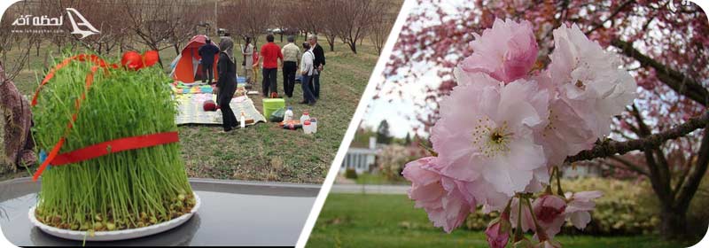 گره زدن سبزه