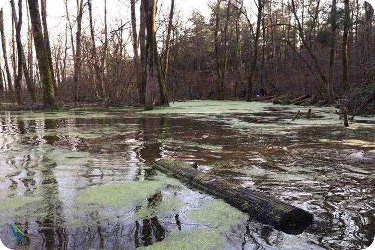 جاذبه های جنگل سراوان