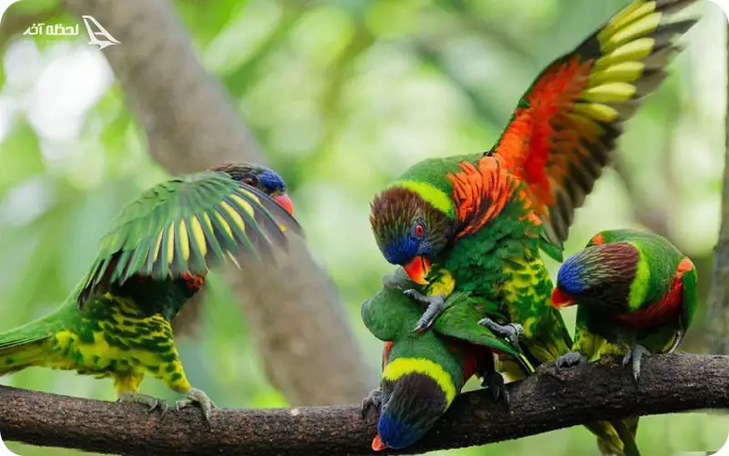 اتاق طوطی ها