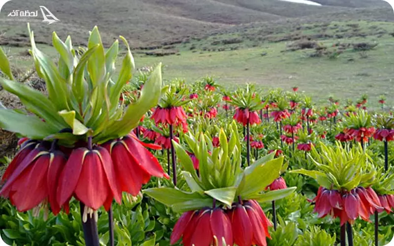 لاله ددر شهرکرد