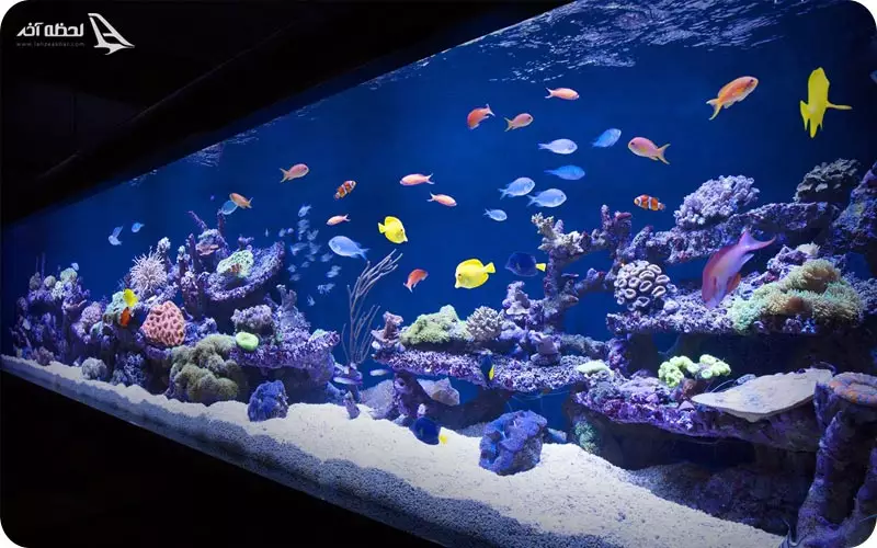 آکواریوم قشم