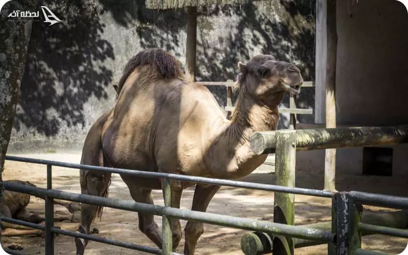 باغ  وحش آنتالیا