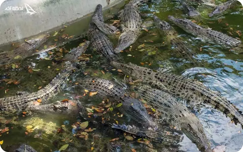 پارک کروکودیل