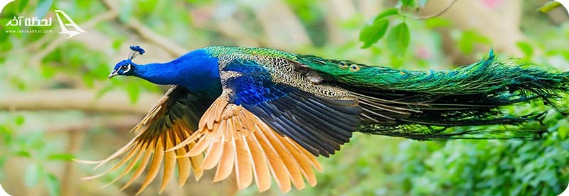 باغ پرندگان اصفهان