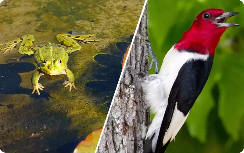 دارکوب رو اوان