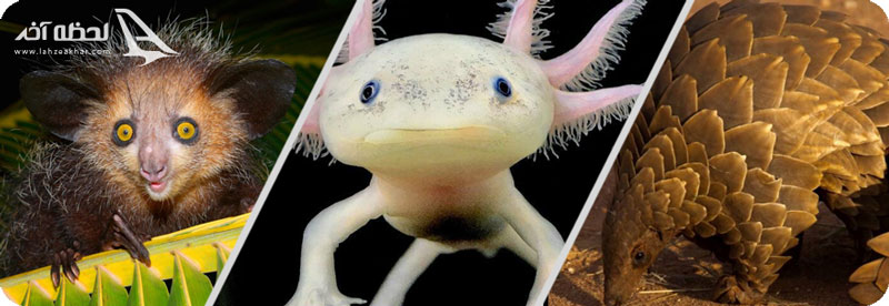 خفاش میوه خار و پانگولین