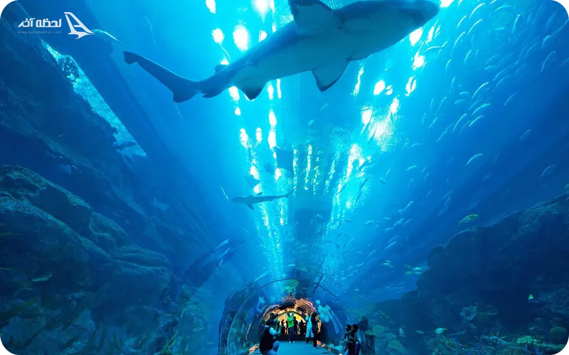 آکواریوم دبی