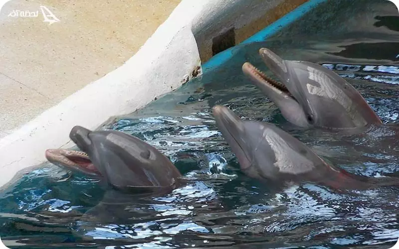 دلفین های وارنا