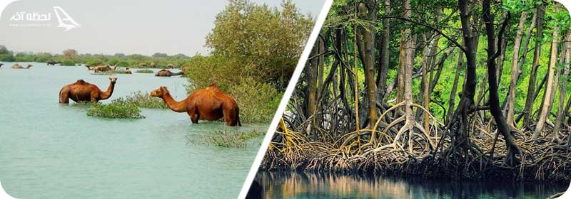 جنگل حرا درچابهار