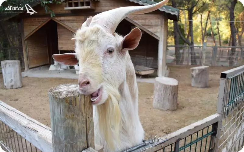 باغ وحش آنتالیا