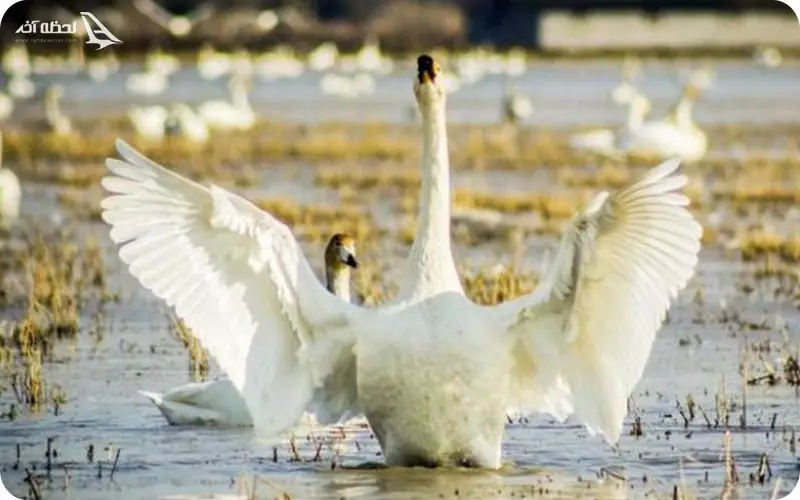 پناهگاه حیات وحش سرخانکل