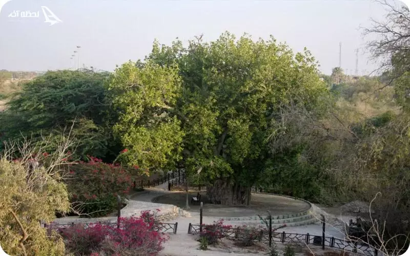 درخت سبز کیش