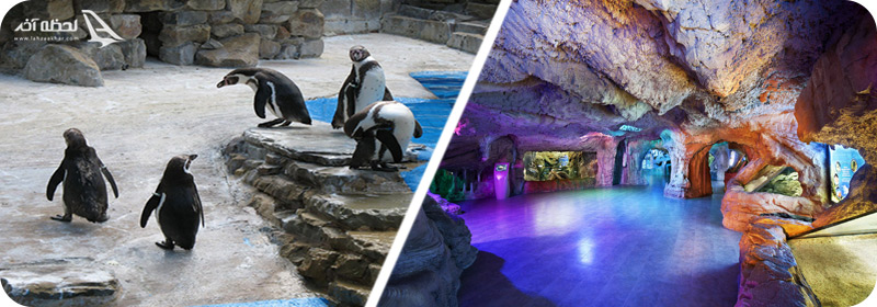 پنگوئن و غارهای آهکی