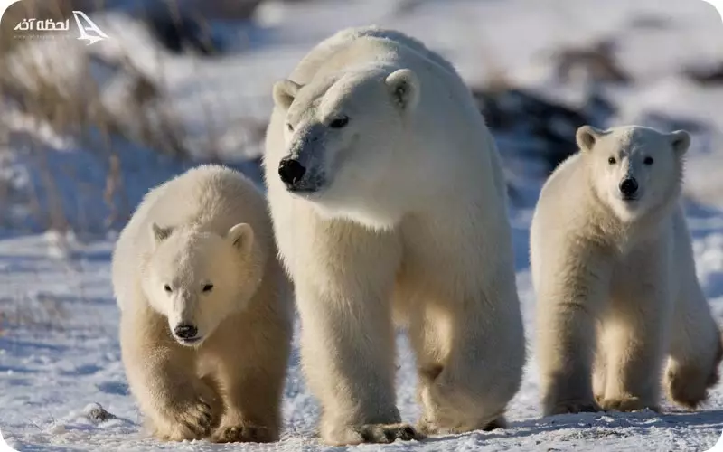 خرس های قطبی چرچیل