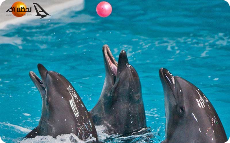 پارک دلفین کیش