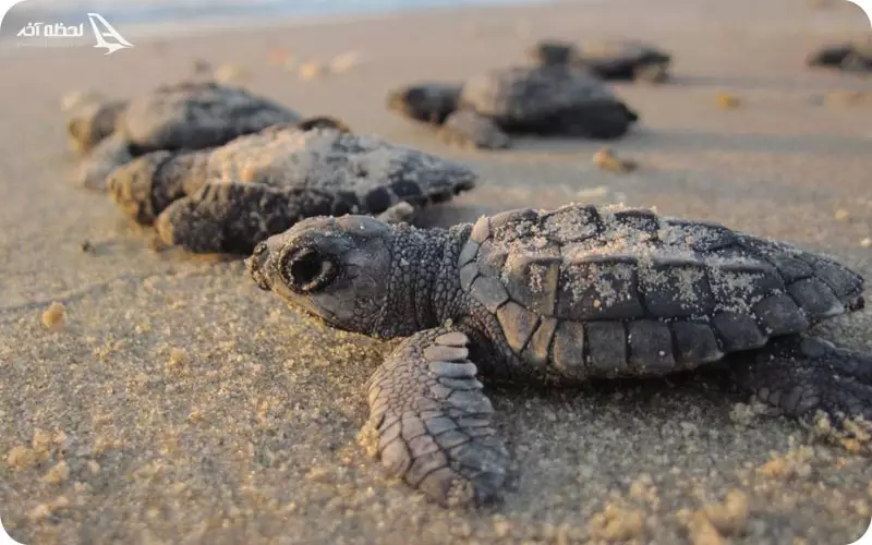 ساحل تخم گذاری لاک پشت ها
