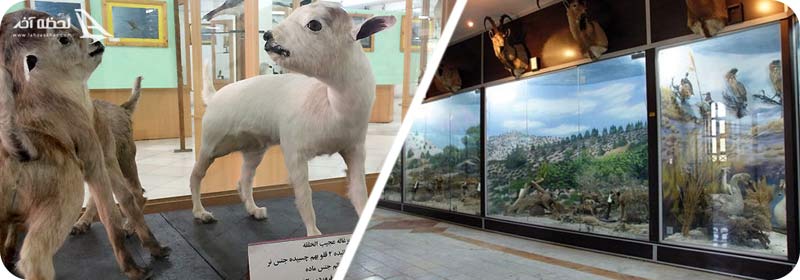 موزه ژئوپارک