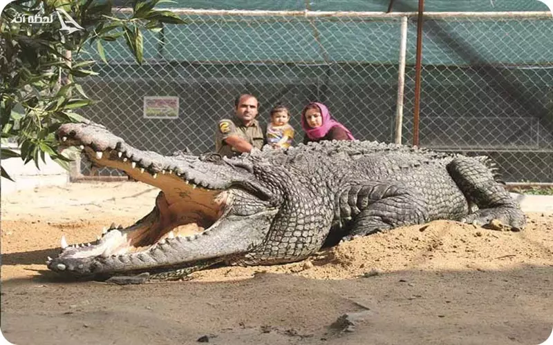 پارک کروکودیل های قشم