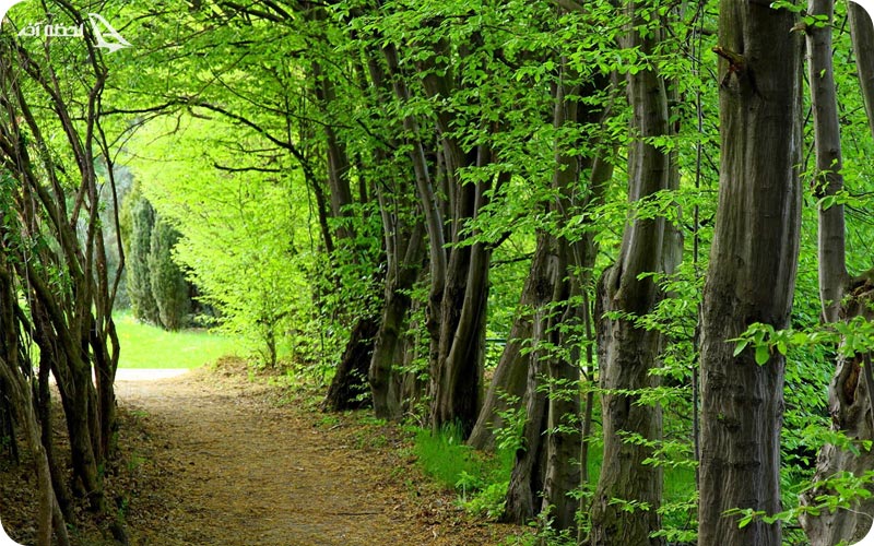 پارک جنگلی سی سنگان