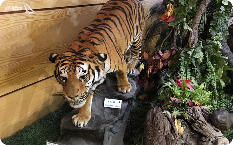 موزه طبیعت و حیات وحش دارآباد