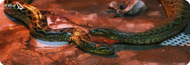 باغ خزندگان اصفهان