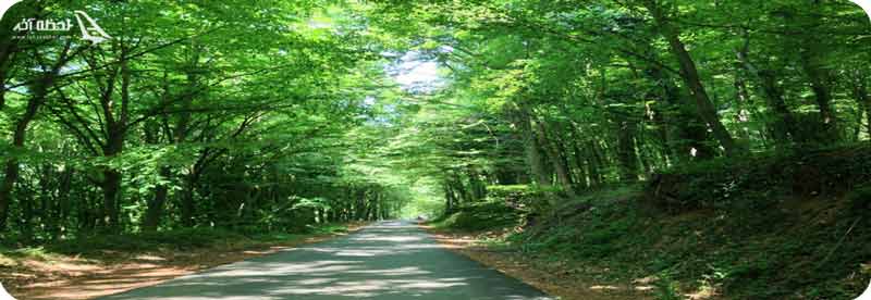 آشنایی با جنگل بلگراد استانبول