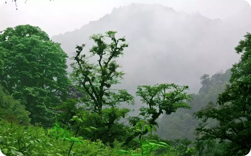 اب و هوای لاویج