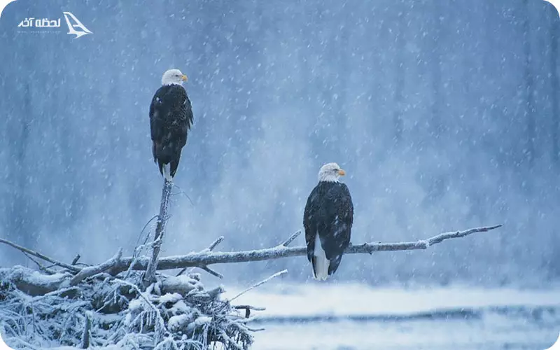 آب و هوای آلاسکا