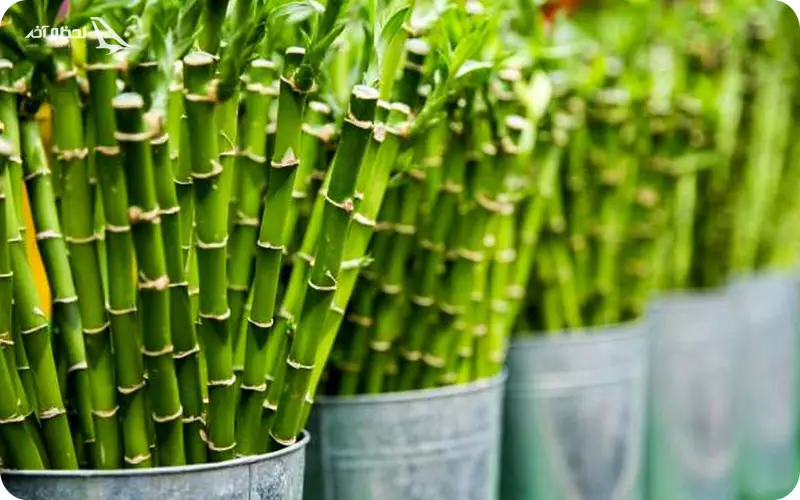 غذای شاخه های بامبو هندی