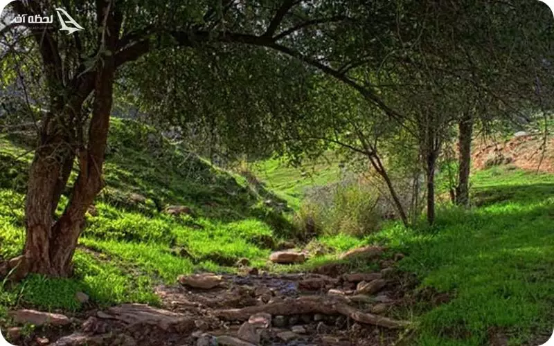 پارک جنگلی شقایق