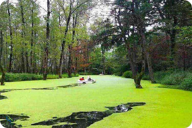 قایق سواری در پارک جنگلی سراوان