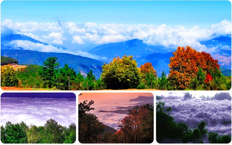 معرفی کامل جنگل ابر