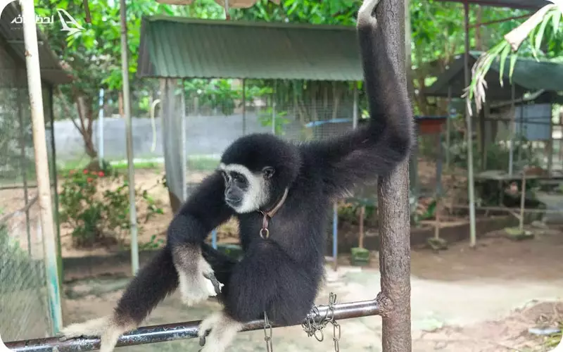 تئاتر میمون های ساموئی