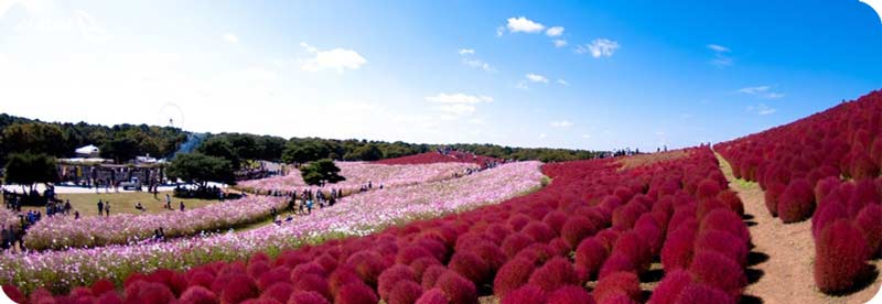 پارک ساحلی هیتاچی ژاپن