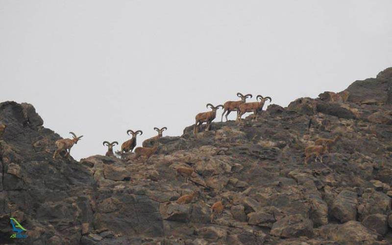 جانوران هفتاد قلعه