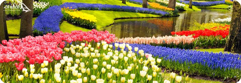 پارک ساحلی هیتاچی ژاپن