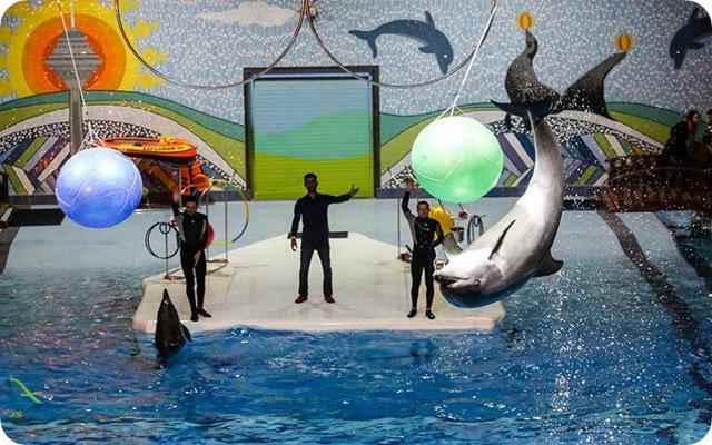 تعطیلی دلفیناریوم برج میلاد