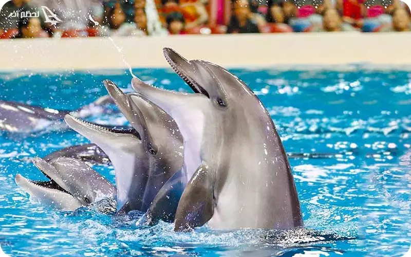 آکواریوم باتومی