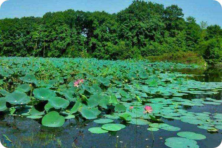 ویژگی های تالاب سوستان