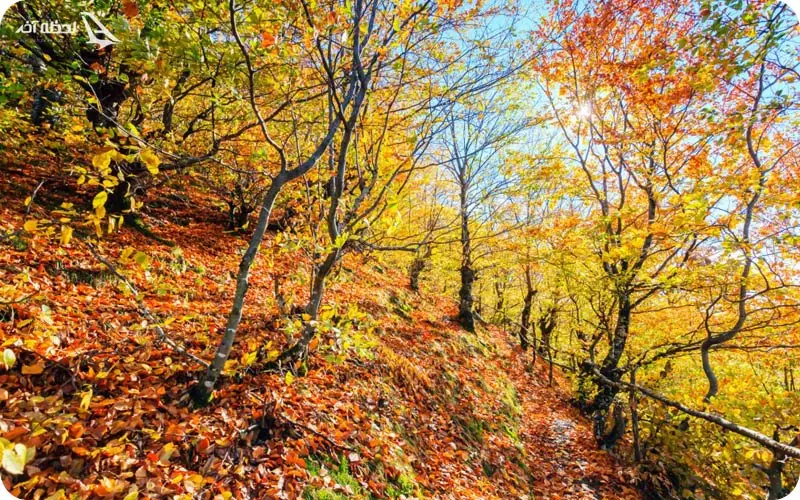 جنگل بزرگ بلغارستان