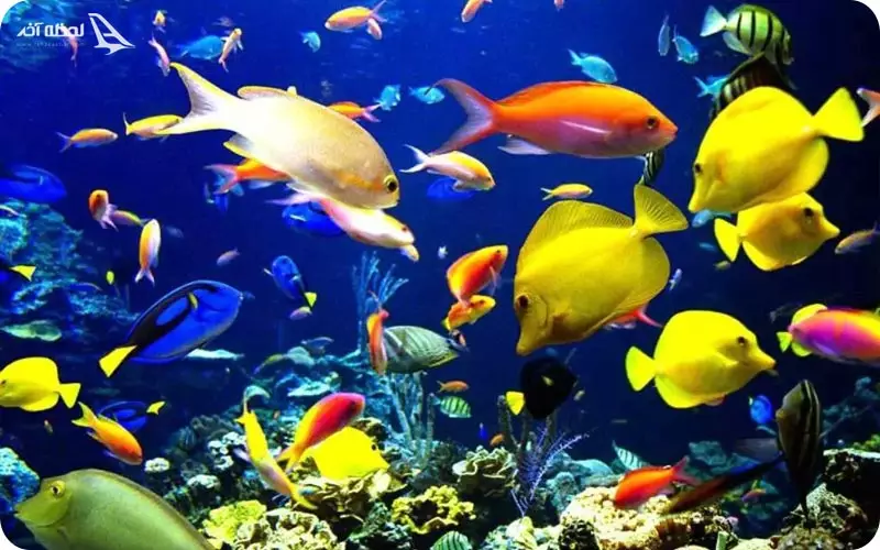  آکواریوم پروانه طلایی