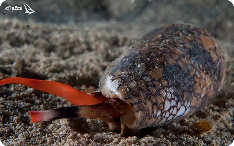 حلزون مخروطی