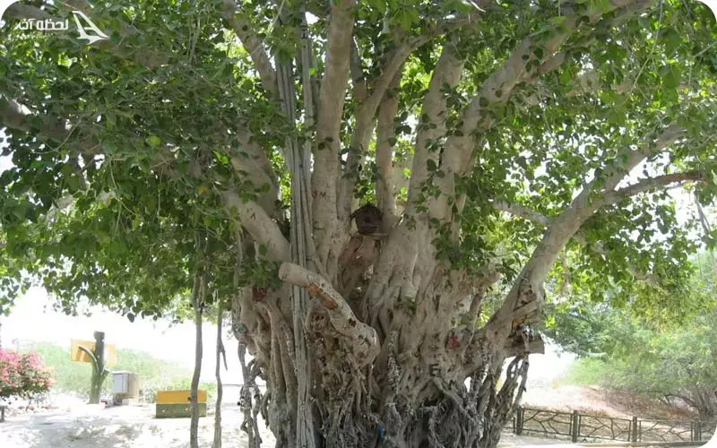درخت انجیر معابد قشم