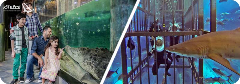 بخش های مختلف آکواریوم دبی