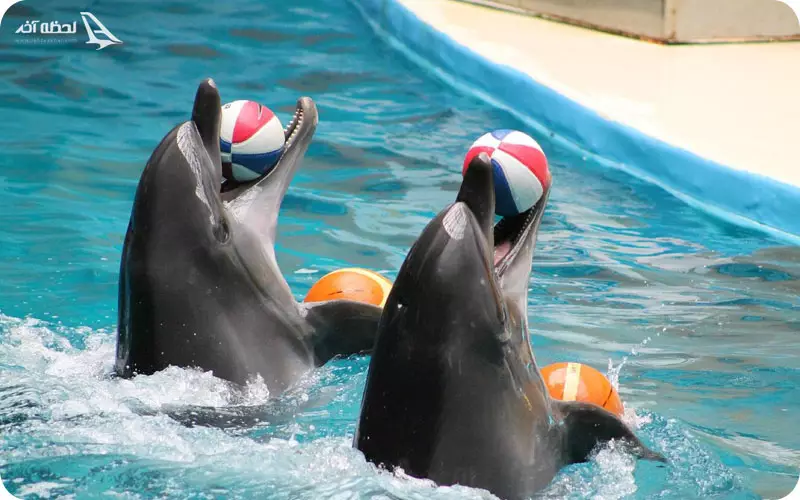 دلفیناریوم وارنا