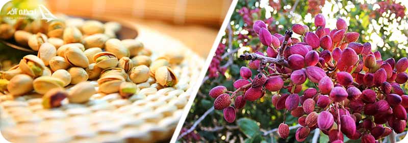 پسته رفسنجان