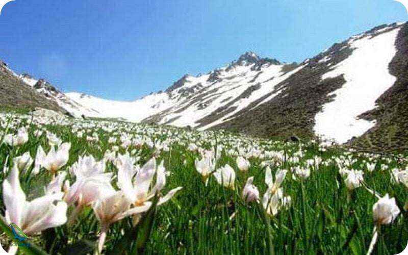 تخت نادر گنجنامه